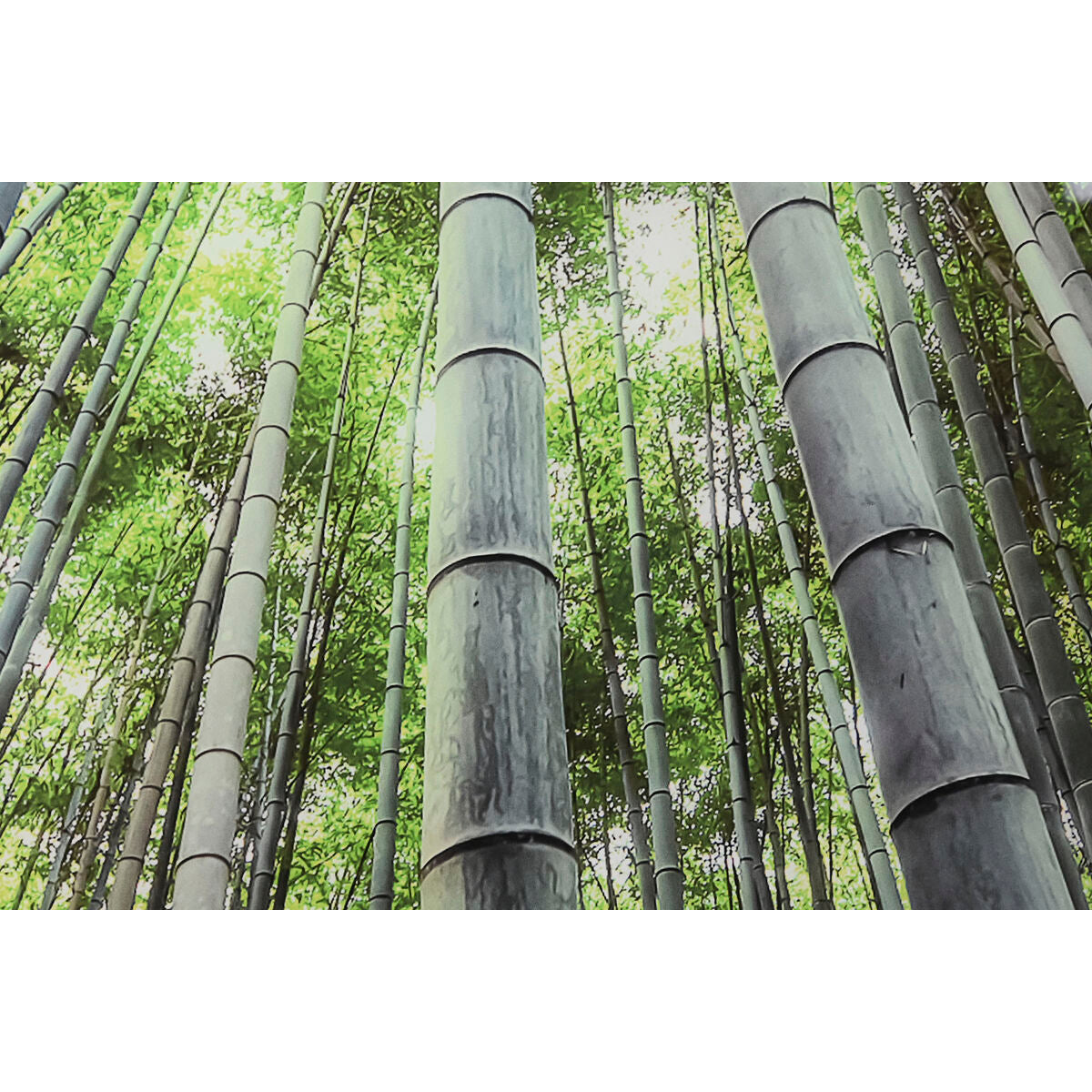 V2H18101EE57F4CE1DD6F662A9B8C52D054R5620098P3